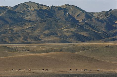 siberia frontier china mongolia arcaelogican excavation griffin altai mountains|altai mountains archaeology.